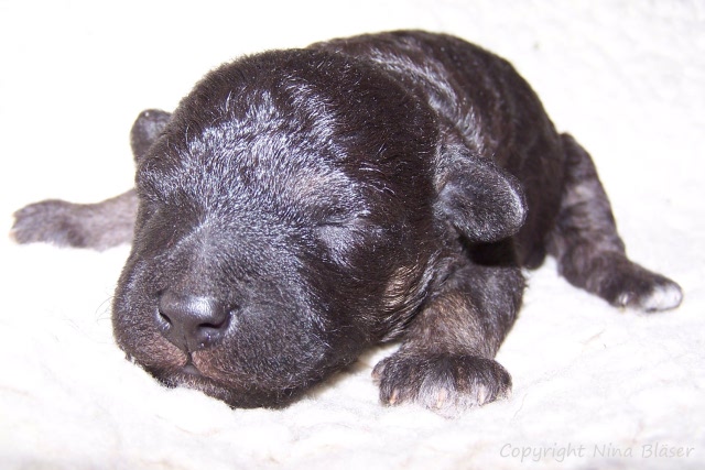 Arc-en-ciel Arlequin 20.01 (2).JPG